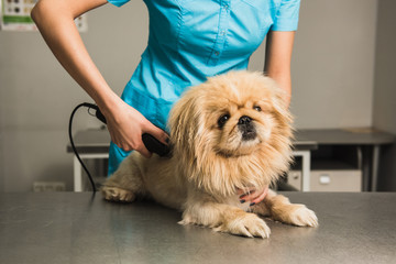 Shih-tzu getting haircut from female groomer.