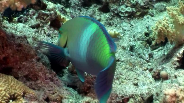 Rusty parrotfish Scarus Ferrugineus eating coral underwater Red sea. Relax video about Scaridae fish in marine nature of beautiful lagoon.