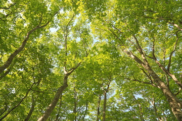ブナの新緑　Fresh green Japanese beech forest