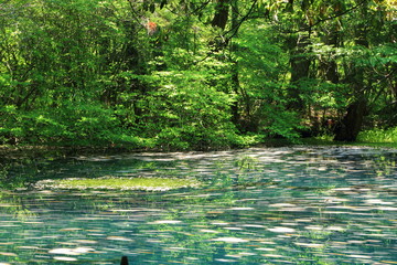 初夏の丸池様　Maruike in early summer / Yuzamachi, Yamagata, Japan