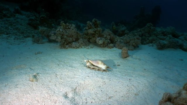 Seashell Strombes Lambis on sandy bottom underwater Red sea. Amazing unique video about marine animals in world of wildlife.