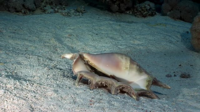 Seashell Strombes Lambis on sandy bottom underwater Red sea. Amazing unique video about marine animals in world of wildlife.