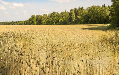 The rye crop on the field