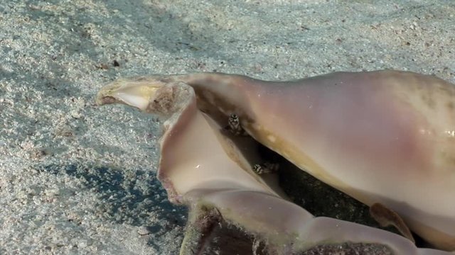 Seashell Strombes Lambis on sandy bottom underwater Red sea. Amazing unique video about marine animals in world of wildlife.