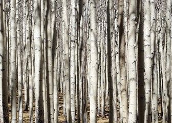 Aspen Grove