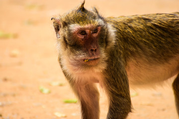 Asian monkeys in Thailand Southeast Asia
