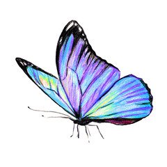 Obraz premium beautiful blue butterfly,watercolor,isolated on a white