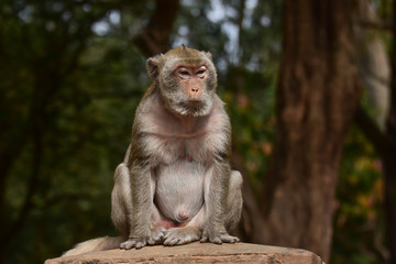 Asian monkeys in Thailand Southeast Asia
