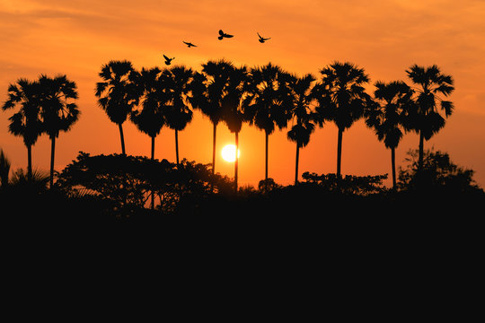Silhouette of palm tree and sunrise background.