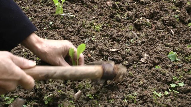 A man plants the seedlings in a vegetable garden