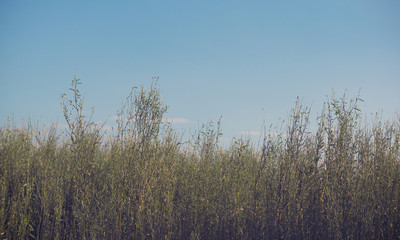 Abstract Nature Background
