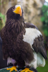 This bird is an eagle.