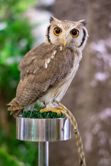 This is owl.