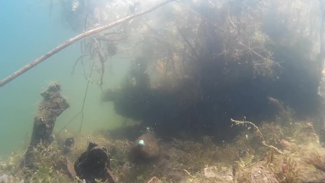 moment of ingestion of the bait fish