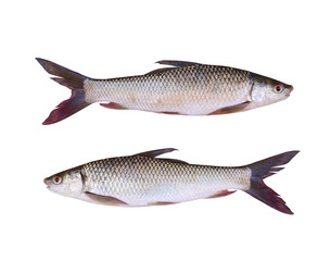 Seven-striped barb or Julian's golden carp of freshwater fish isolated on white background.