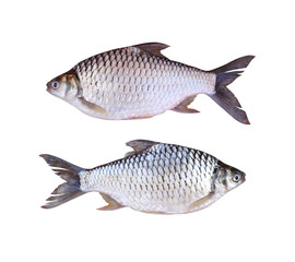 Java barb or Silver barb of freshwater fish isolated on white background.