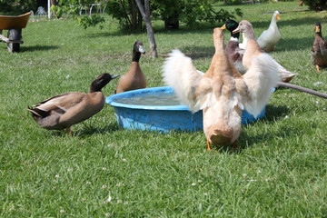 Obraz premium Ducks Pool Party 