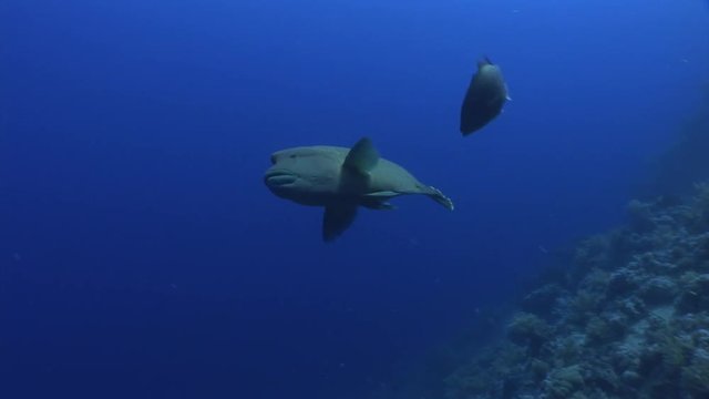 Giant wrasse napoleon fish on dark blue background in Red sea of Egypt. Underwater relax video.