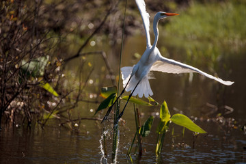 Great egret bird, Ardea alba, in a marsh