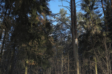 Winter forest covered with snow