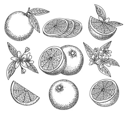 Hand drawn orange. Blossom citrus orange fruit on branc vintage ink sketch isolated on white background, vector illustration