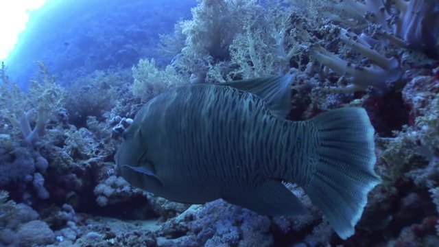 Giant wrasse napoleon fish on dark blue background in Red sea of Egypt. Underwater relax video.