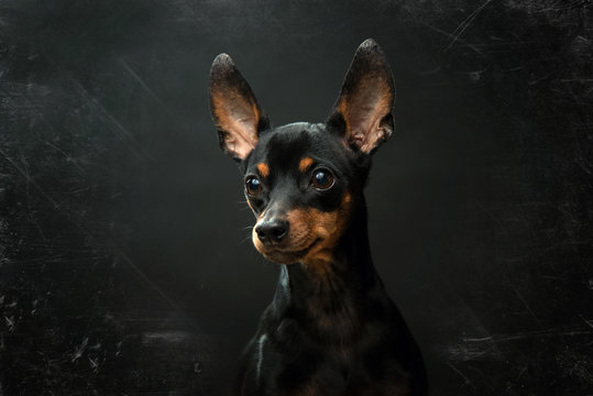 Miniature Pinscher Portrait on an Antique Black Background