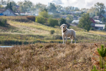 Fototapeta premium on the background of wooden houses of the countryside stands on the hill white dog stares ahead