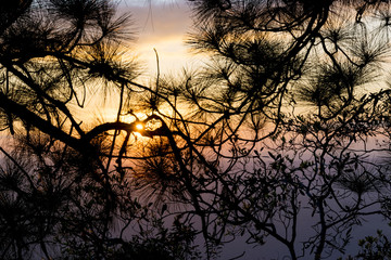 landscape picture of Phu Kradueng National Park Thailand , Thailand