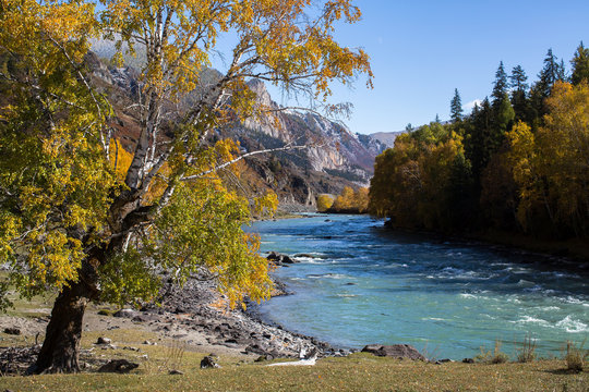 Katun river at autumn in Altai mountains, Russia.