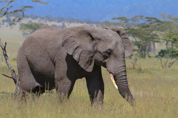 Fototapeta na wymiar Lonely elephant in savanna of Serengeti. Tanzania, Africa