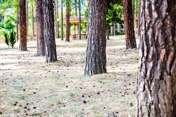 Obraz premium Pine trees in a public city park in a sunny summer day.
