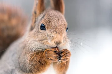 Poster close-up shoot van rode eekhoorn met noot op wazige bosachtergrond © Mr Twister
