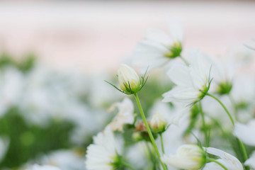 Cosmos buds with pure freshness.