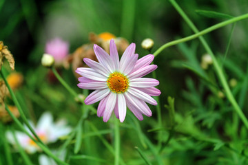 flowers