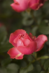 Rose petals. Natural blurred background.