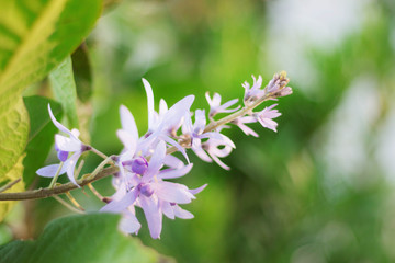 Pink flowers with refreshing.
