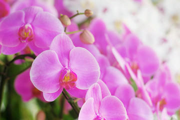 Fototapeta na wymiar Pink orchid with beautiful.