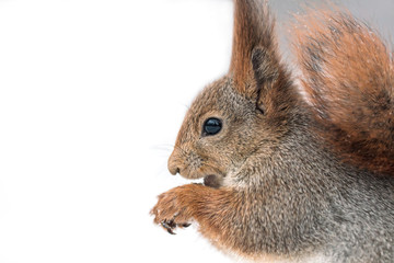 young red squirrel sitting in white snow with nut and looking to the left, macro view