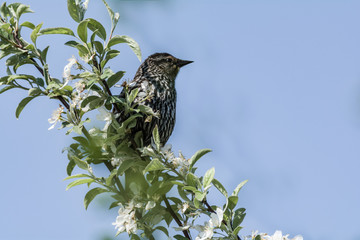 Female Blackbird (Agelaius phoeniceus)