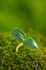 close up of spring bud growing with copy space
