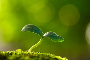 close up of spring bud growing with copy space