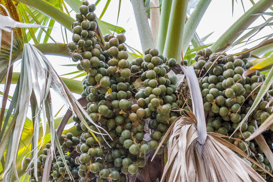fruits comestibles du latanier endémique de l'île de la Réunion 