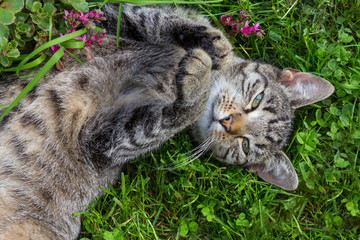 Young lazy cat laying on her back.