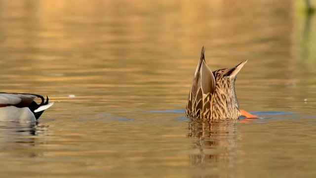 Mallard, Duck, Anas platyrhynchos