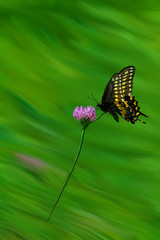 Butterfly on wild flower