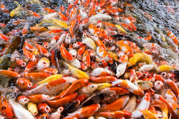 Koi fish, Fancy Carps Fish in Pond.Motion blur pictues.