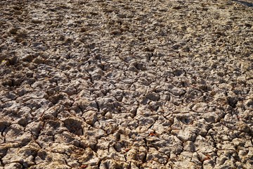 The soil is the food of the tree.