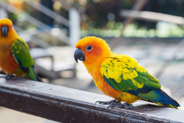 Many yellow and orange parrot in a big cage.Thailand.