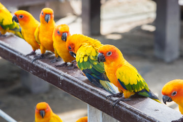 Many yellow and orange parrot in a big cage.Thailand.